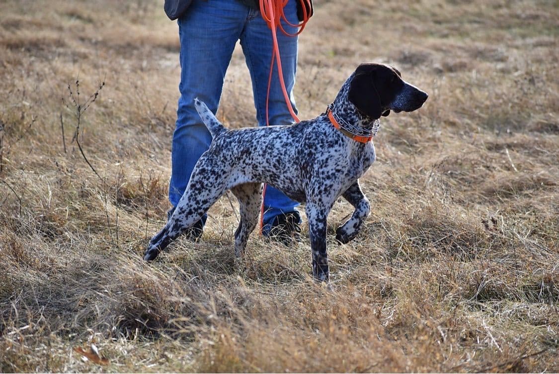 German Shorthaired Pointer Puppies breeder image 12