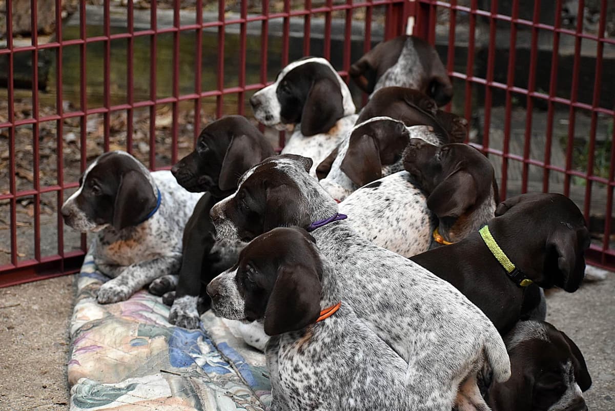 German Shorthaired Pointer Puppies breeder image 13