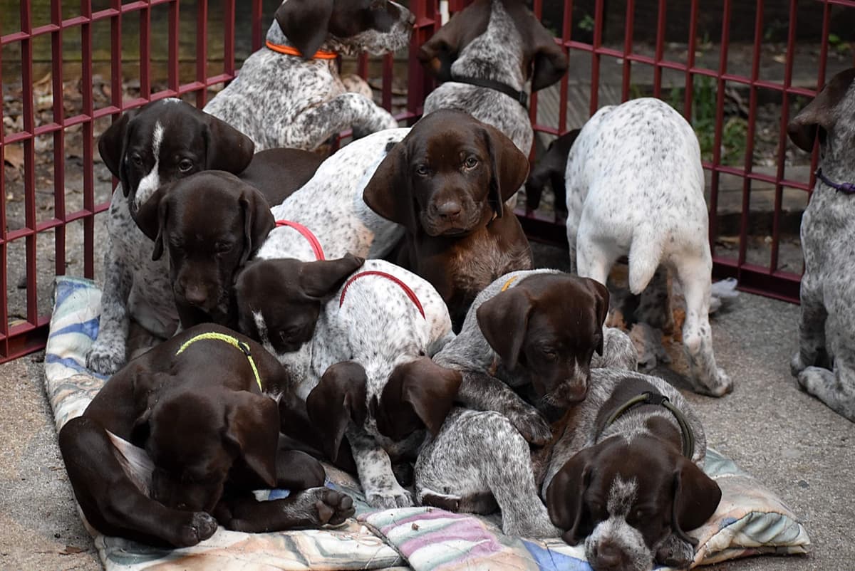 German Shorthaired Pointer Puppies breeder image 14