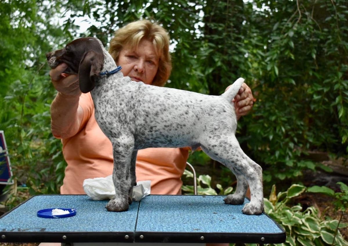German Shorthaired Pointer Puppies breeder image 16