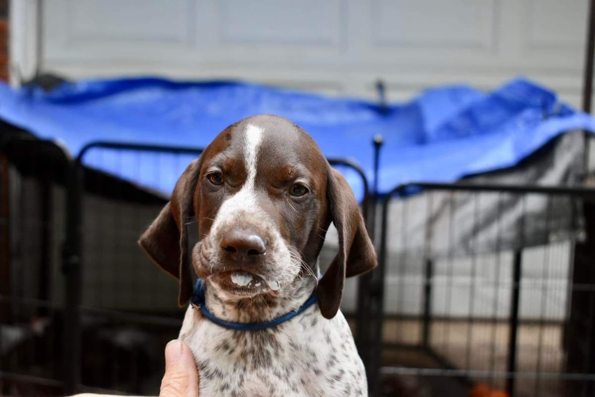 German Shorthaired Pointer Puppies breeder image 17
