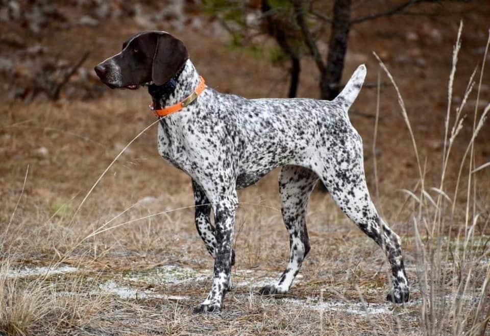 German Shorthaired Pointer Puppies breeder image 18