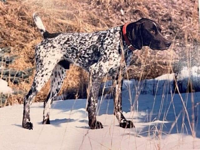 German Shorthaired Pointer Puppies media 2