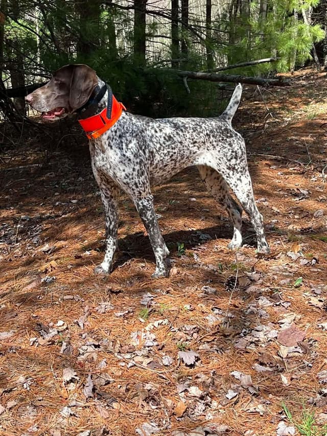 German Shorthaired Pointer Puppies media 3