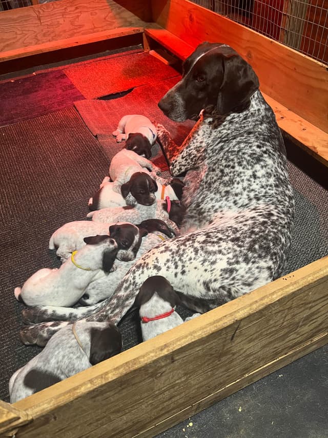 German Shorthaired Pointer Puppies media 4
