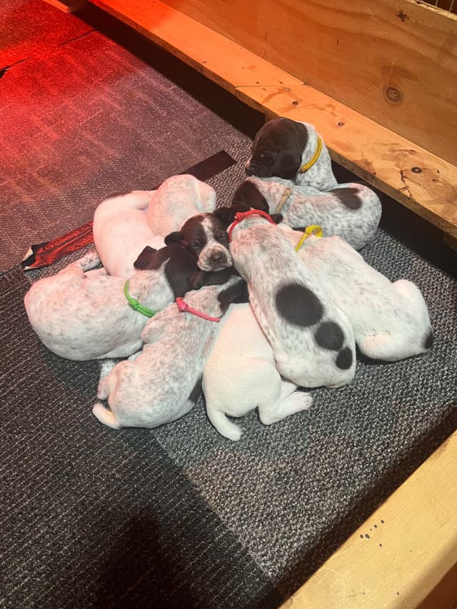 German Shorthaired Pointer Puppies media 5