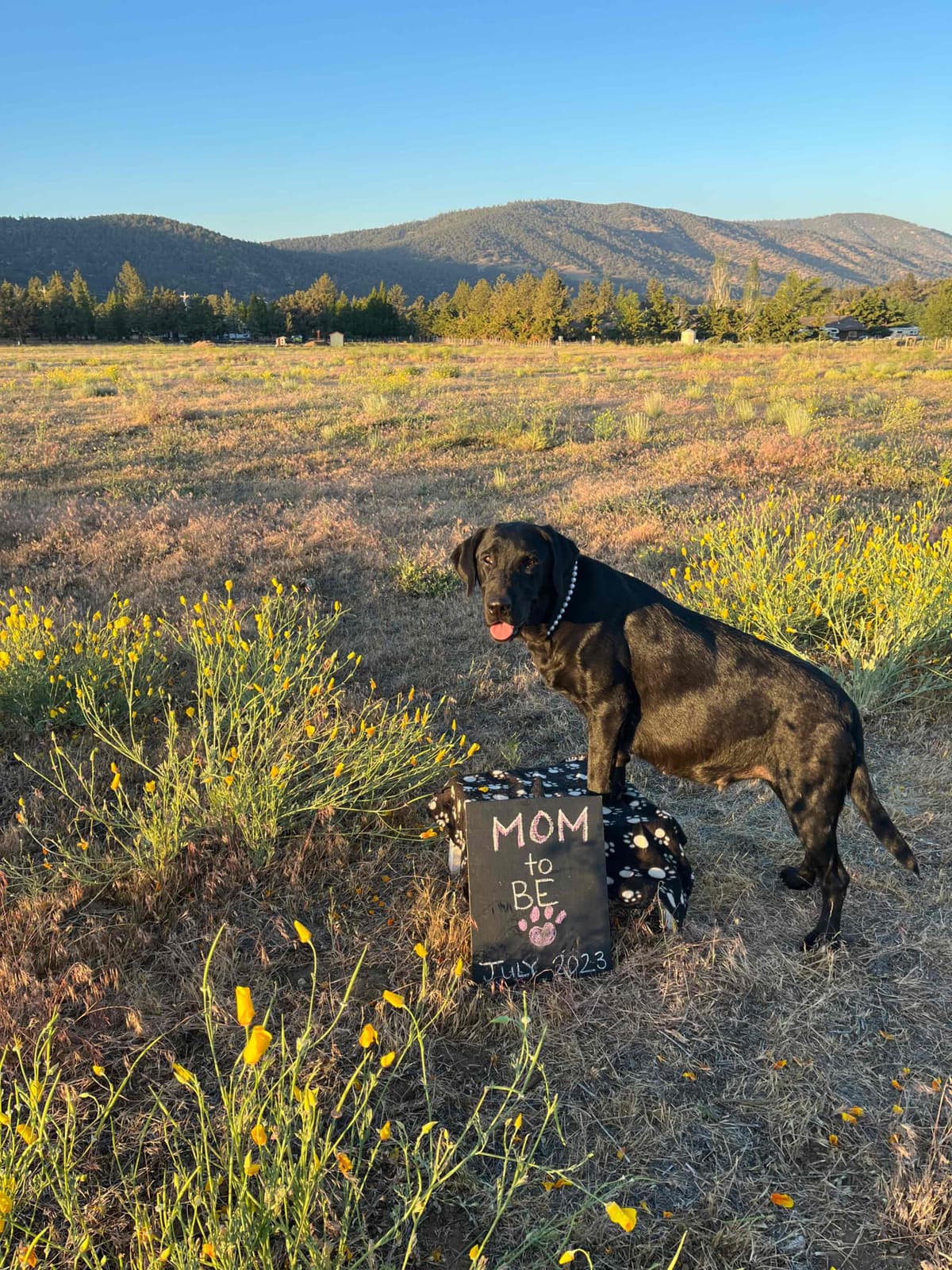 Labrador Retriever Puppy breeder image 5