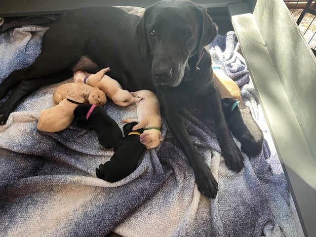 Labrador Retriever Puppy media 2