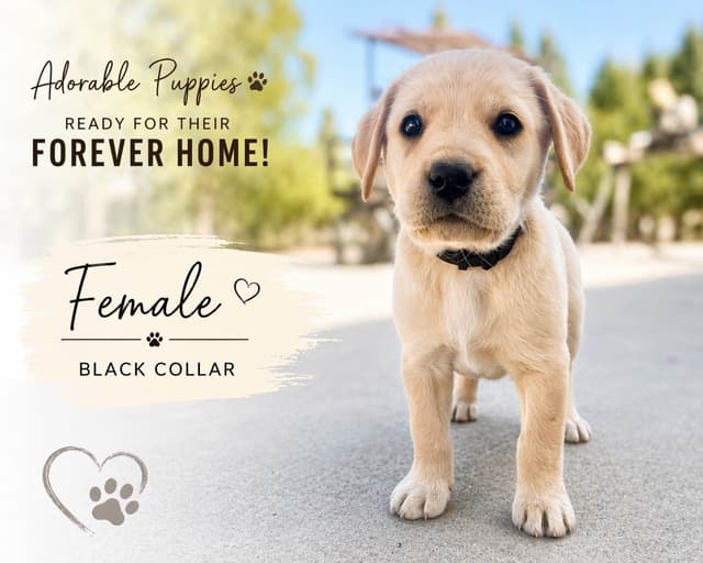 Labrador Retriever Puppy media 3