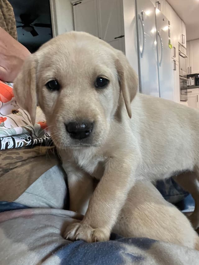 Labrador Retriever Puppy media 4
