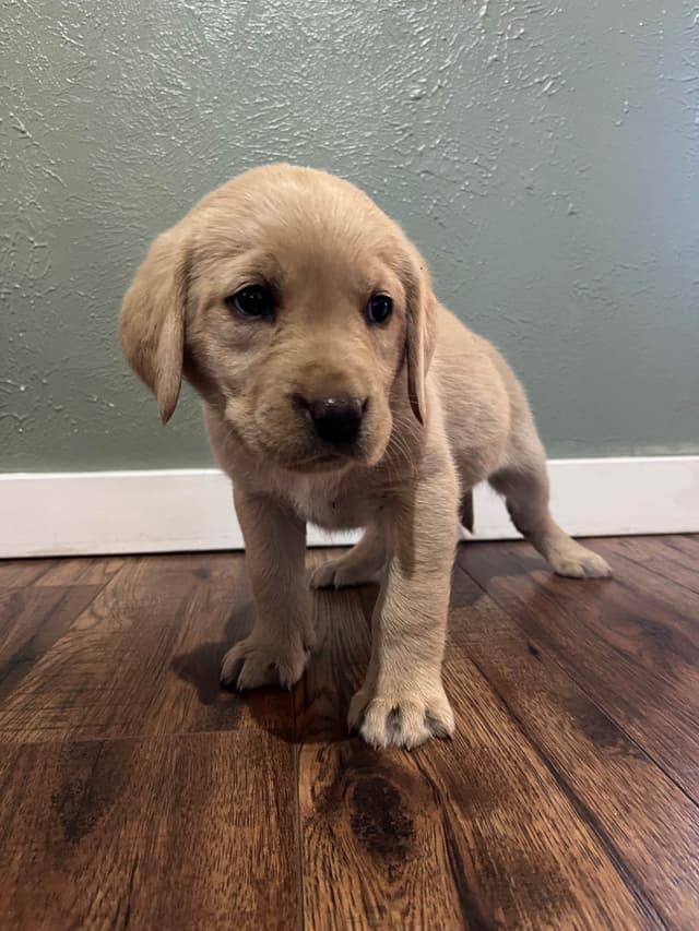 Labrador Retriever Puppy media 5