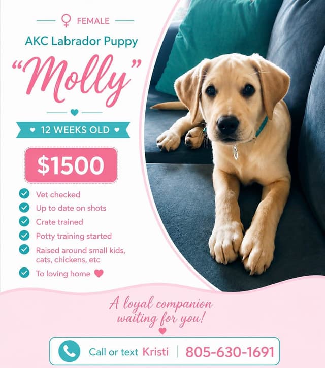 Labrador Retriever Puppy media 6
