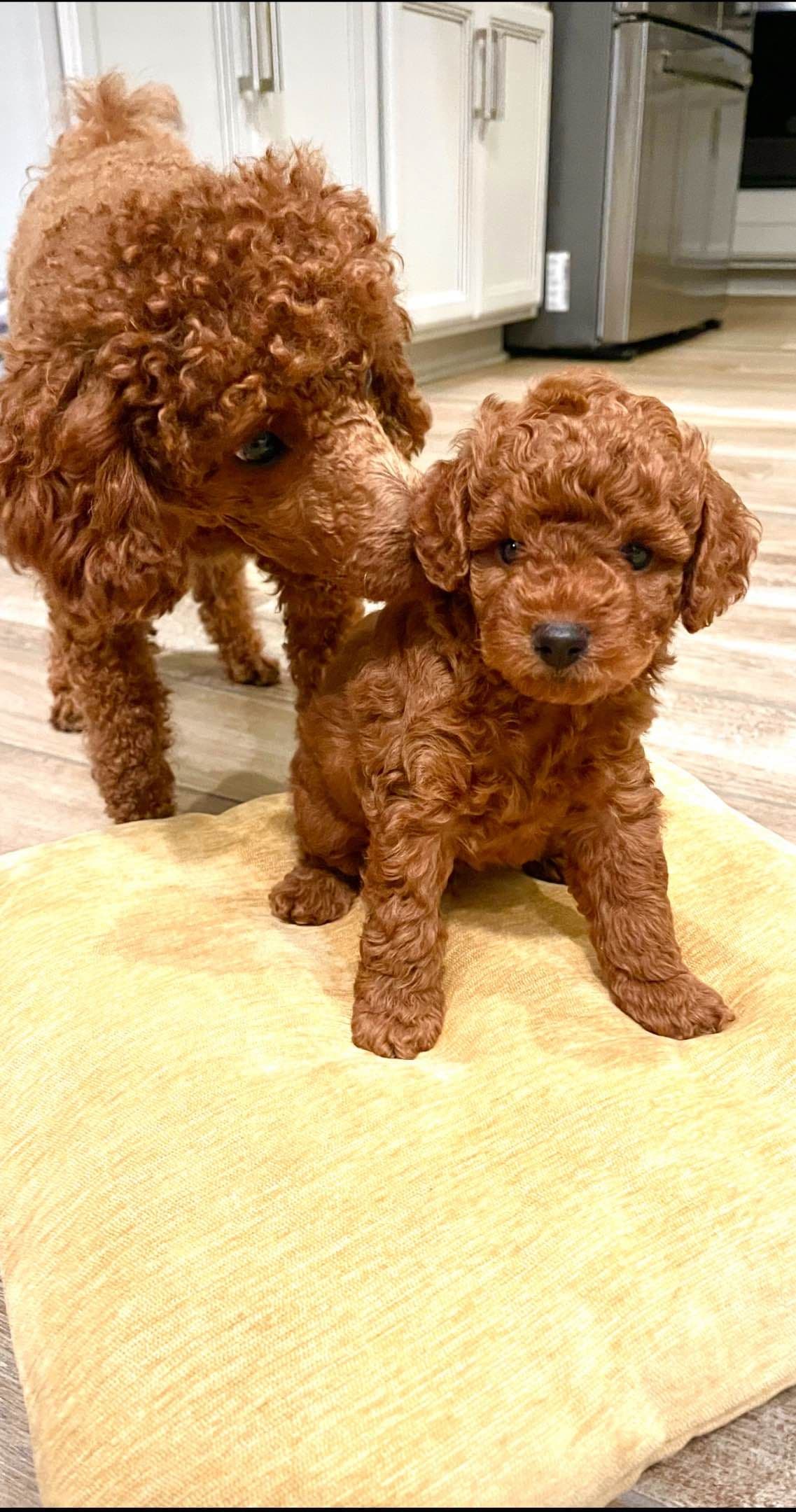 Miniature Red Poodle breeder image 2