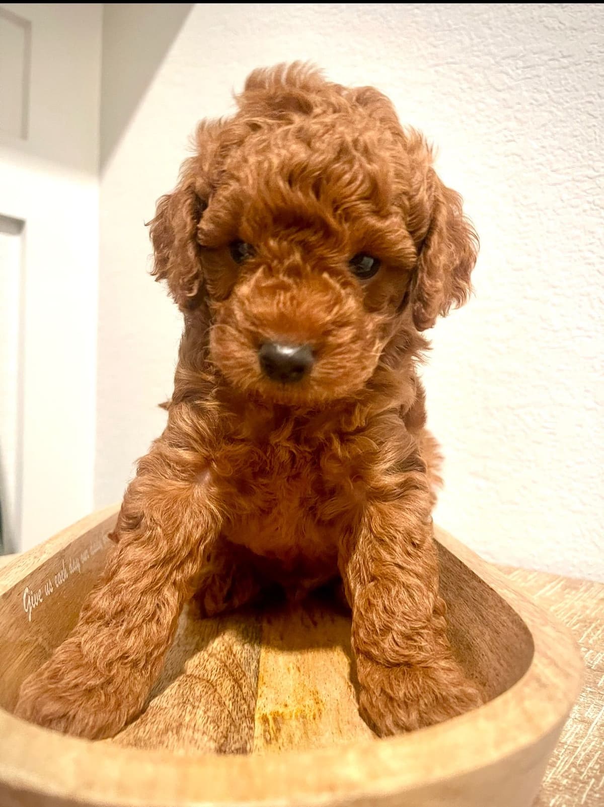 Miniature Red Poodle breeder image 3