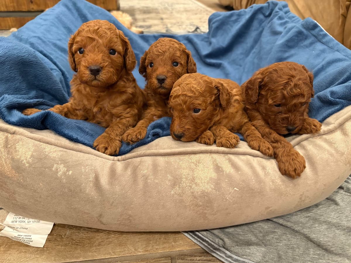 Miniature Red Poodle breeder image 4