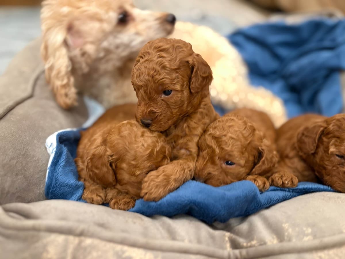 Miniature Red Poodle breeder image 5