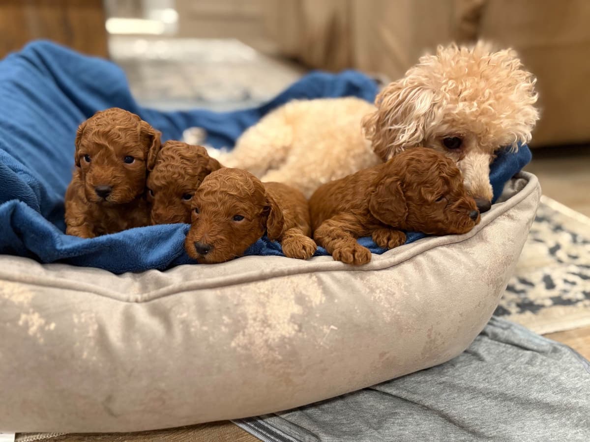 Miniature Red Poodle breeder image 6