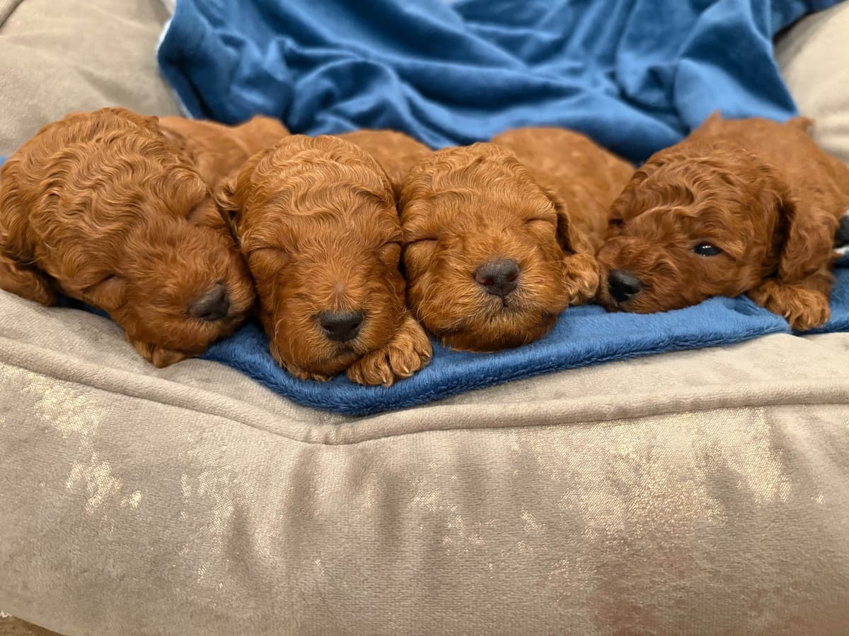 Miniature Red Poodle breeder image 7