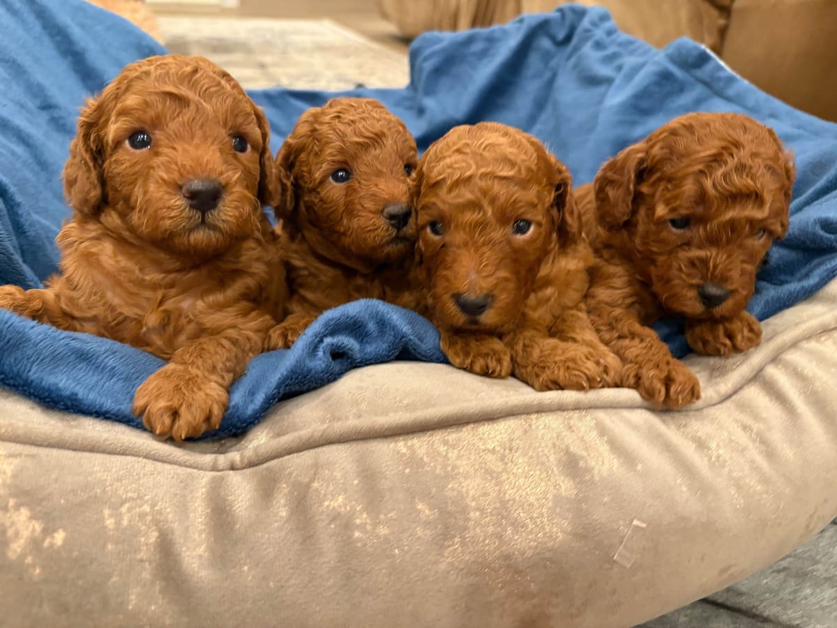 Miniature Red Poodle breeder image 8