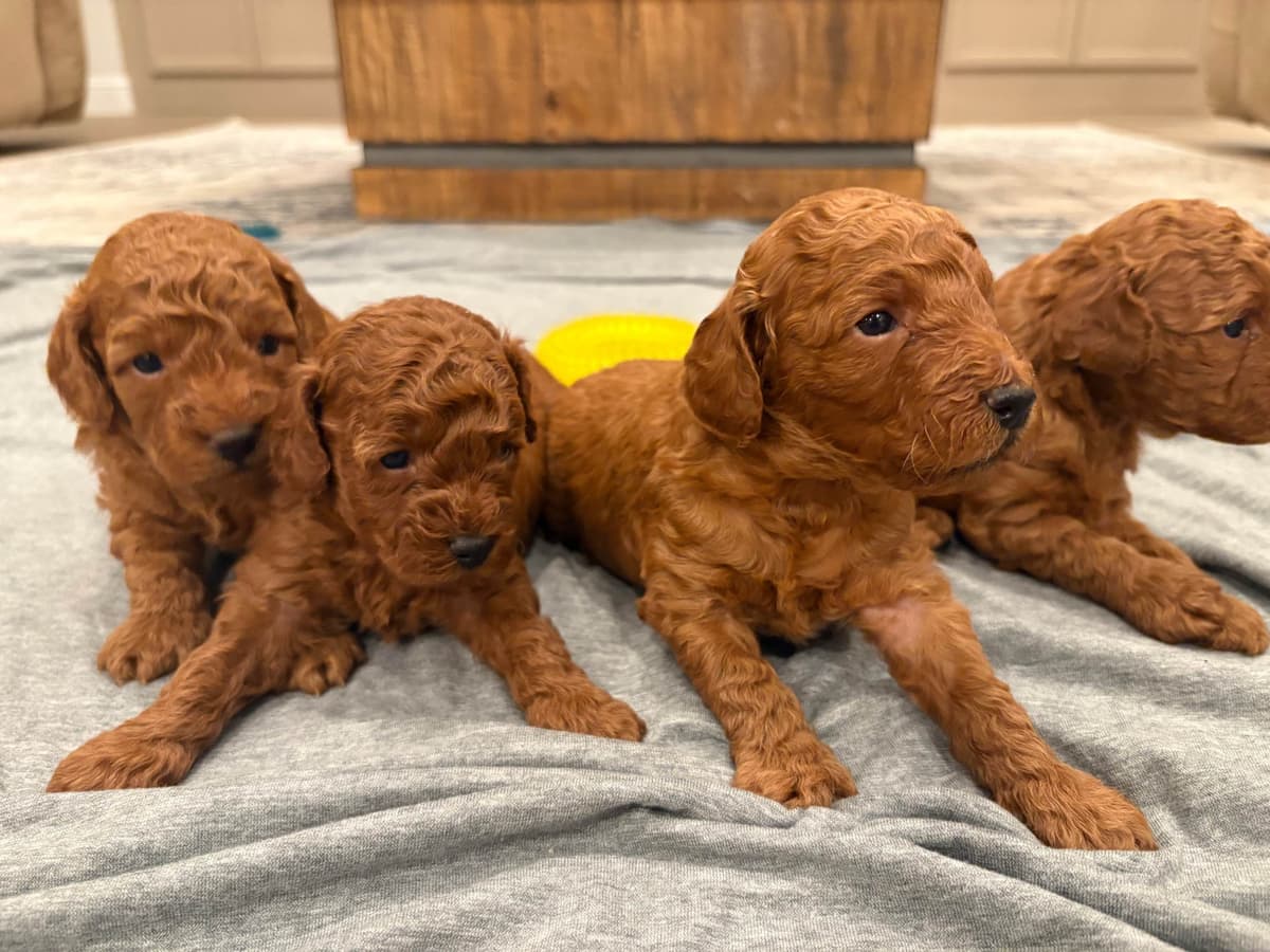Miniature Red Poodle breeder image 9