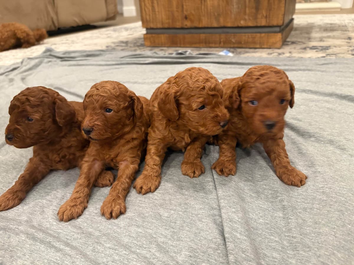 Miniature Red Poodle breeder image 10