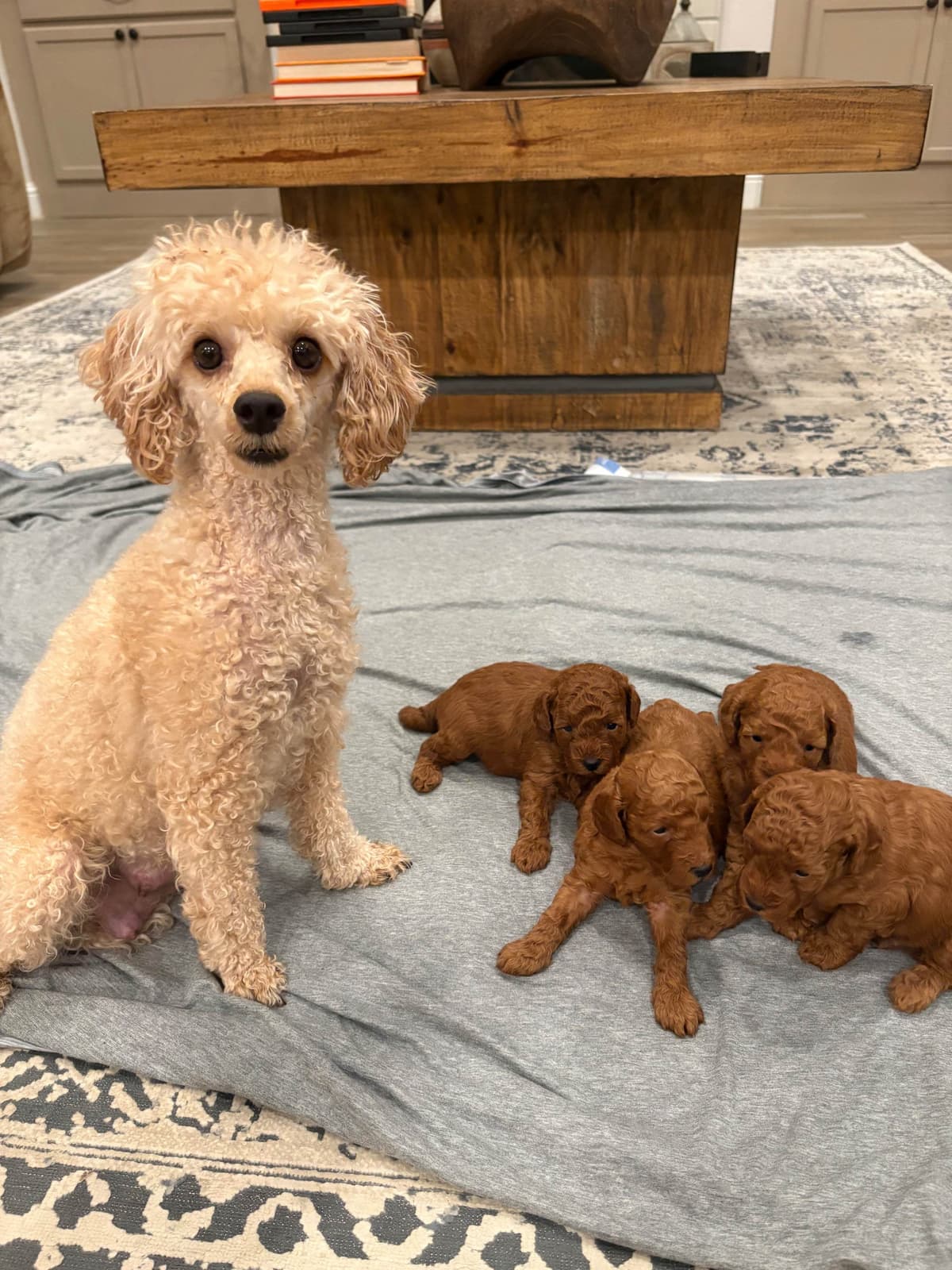 Miniature Red Poodle breeder image 11