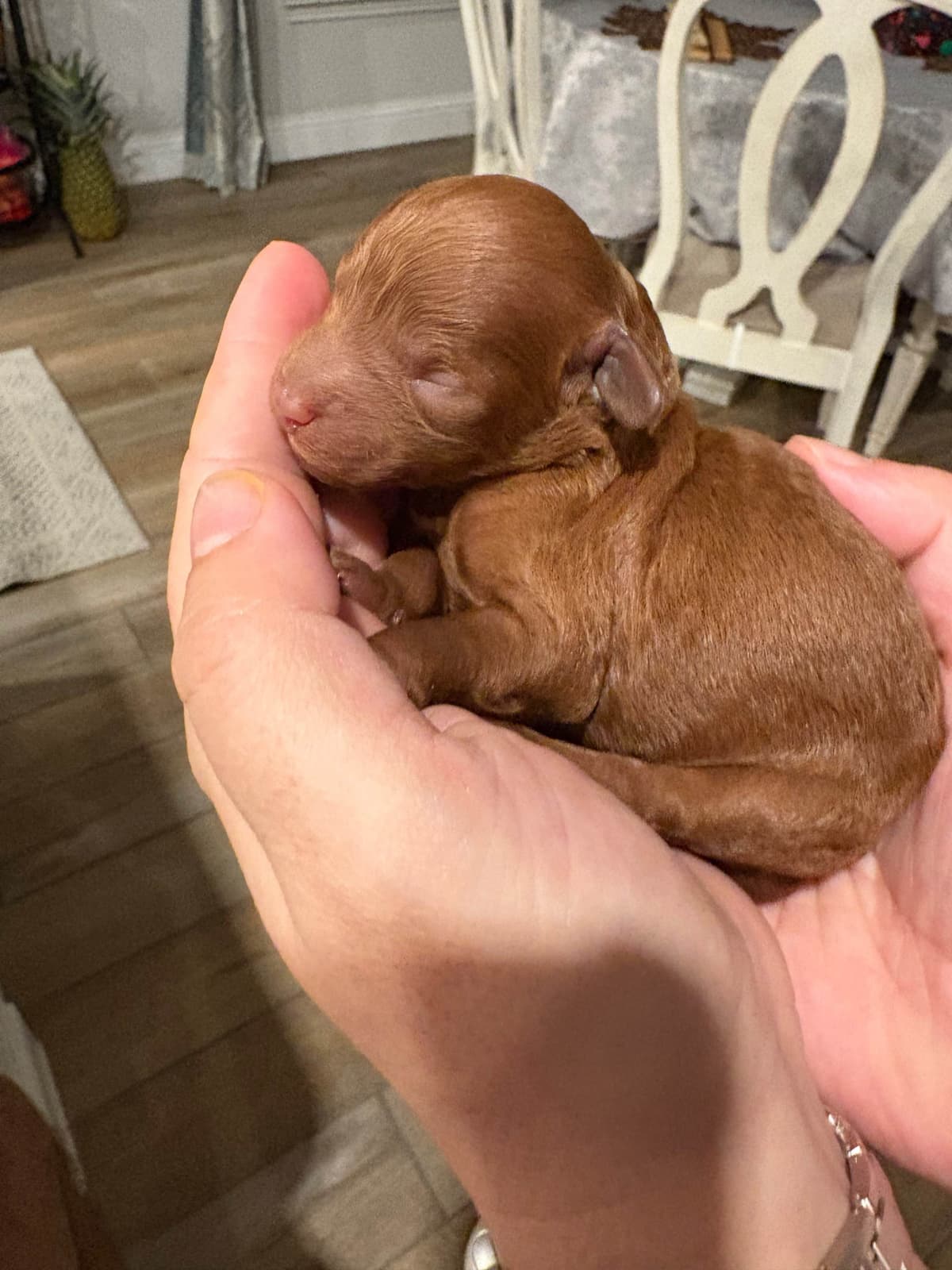 Miniature Red Poodle breeder image 13