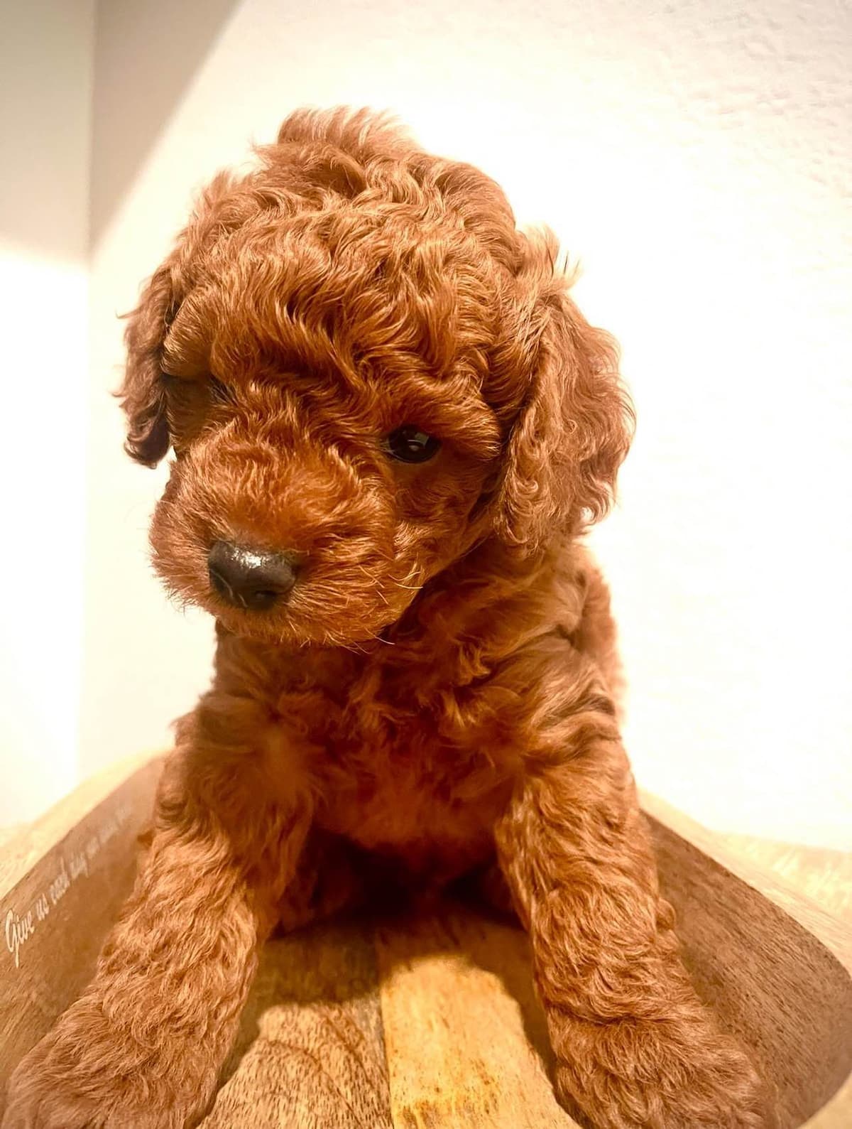 Miniature Red Poodle breeder image 12
