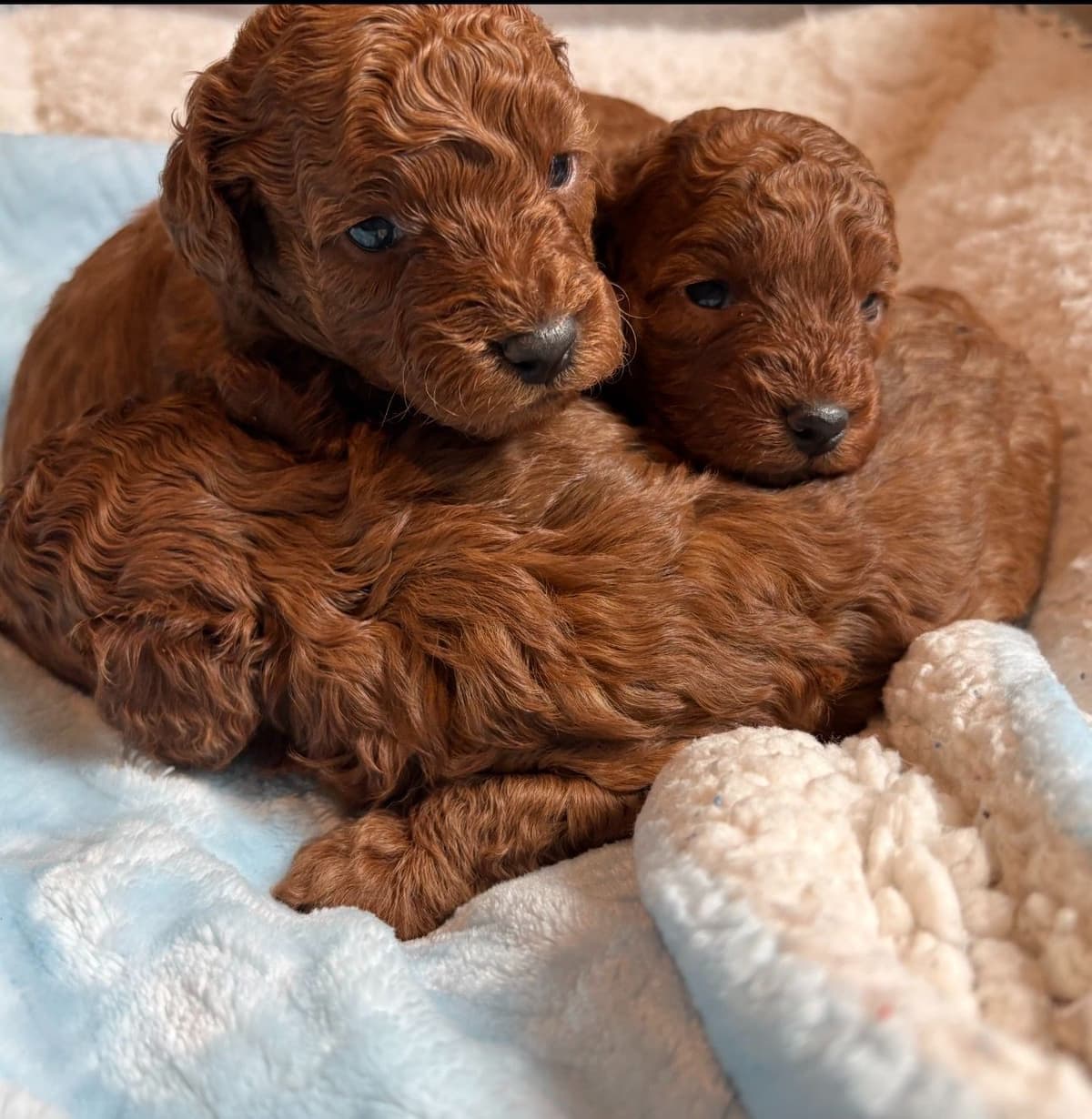 Miniature Red Poodle breeder image 14