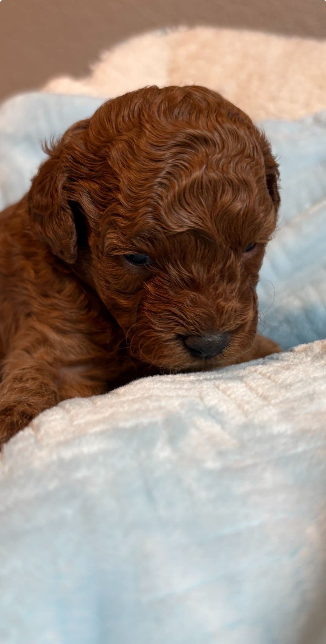 Miniature Red Poodle breeder image 16
