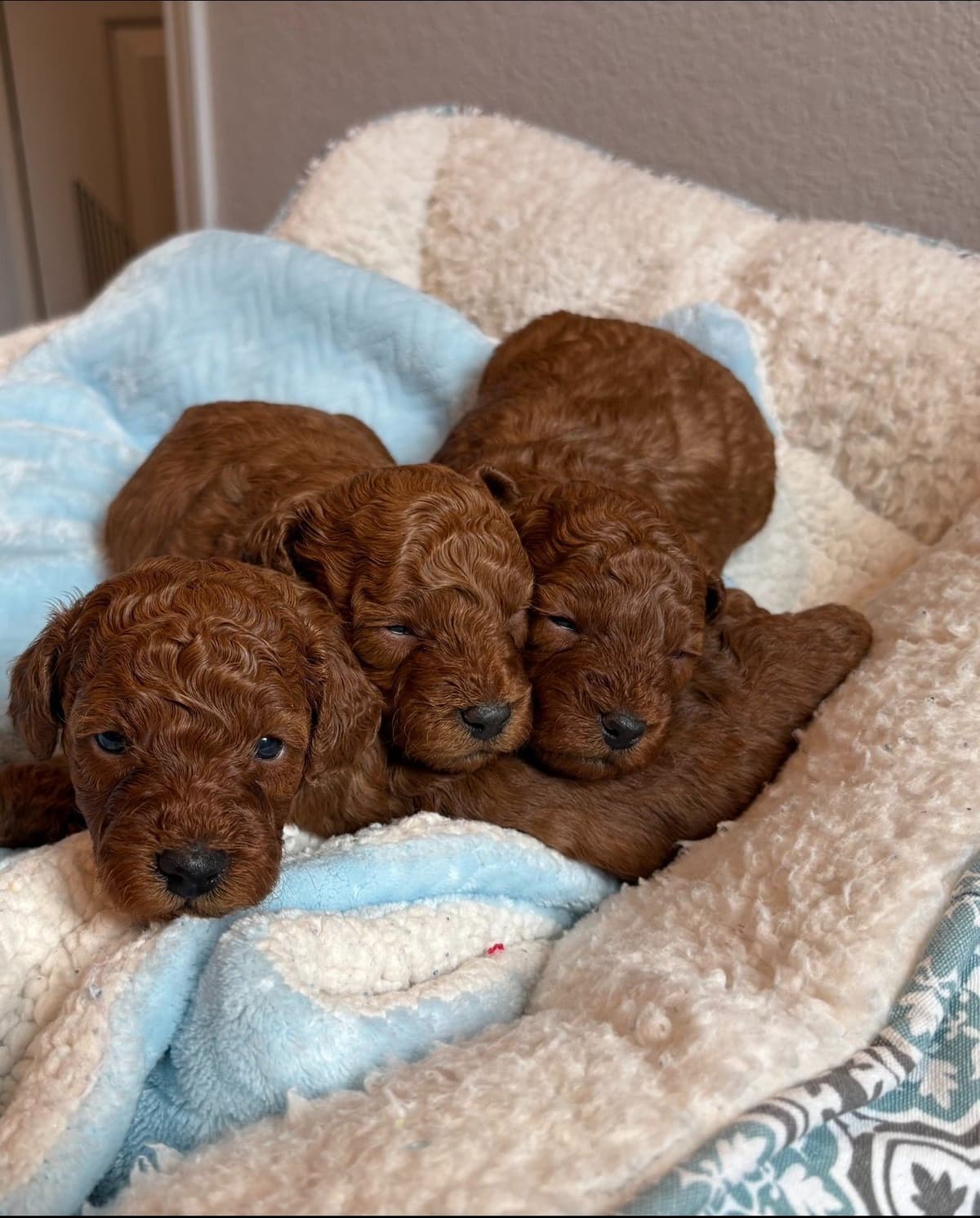 Miniature Red Poodle breeder image 15