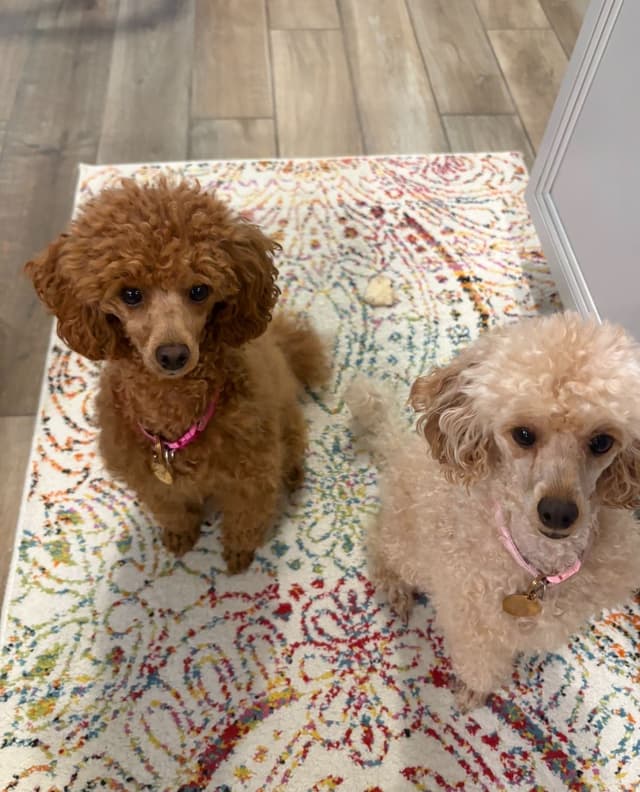 Miniature Red Poodle media 2