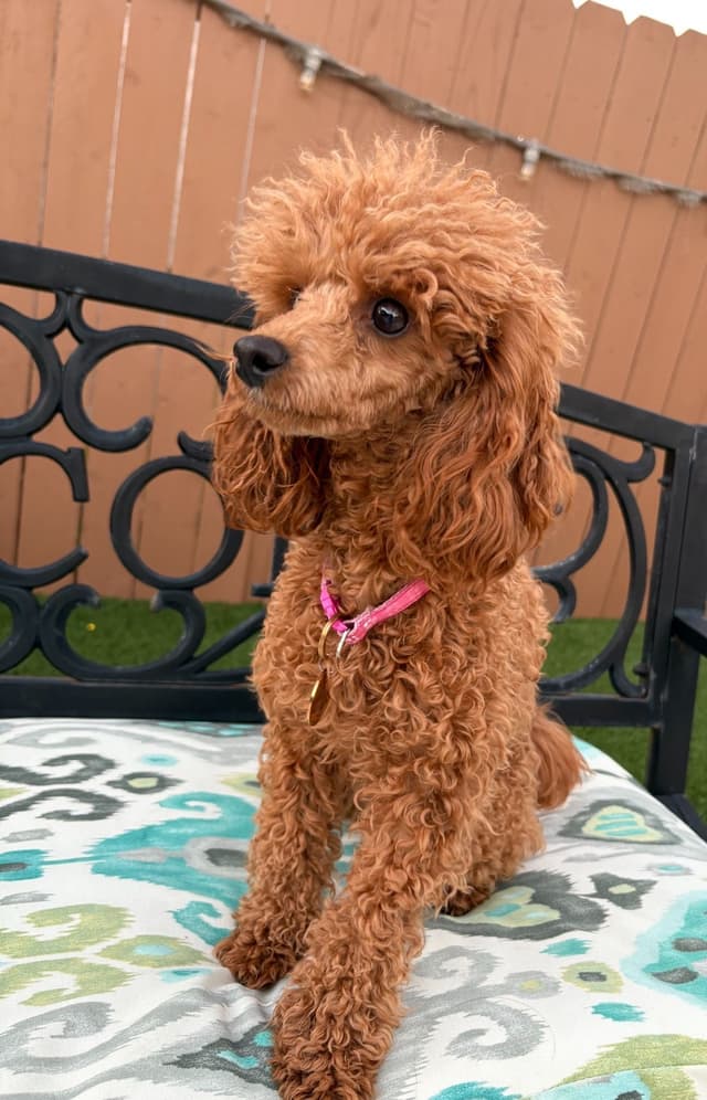Miniature Red Poodle media 4