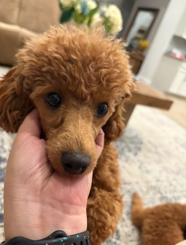 Miniature Red Poodle media 6