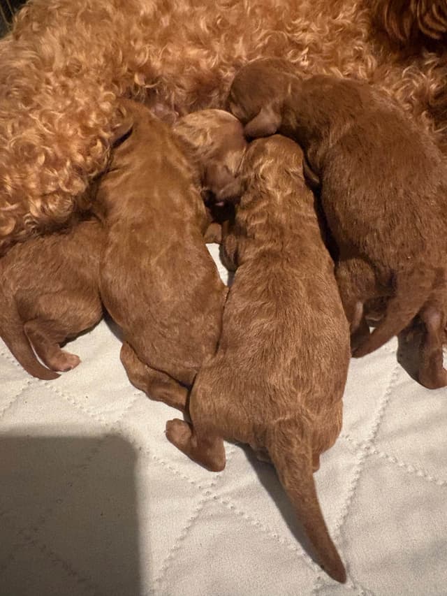 Miniature Red Poodle media 7