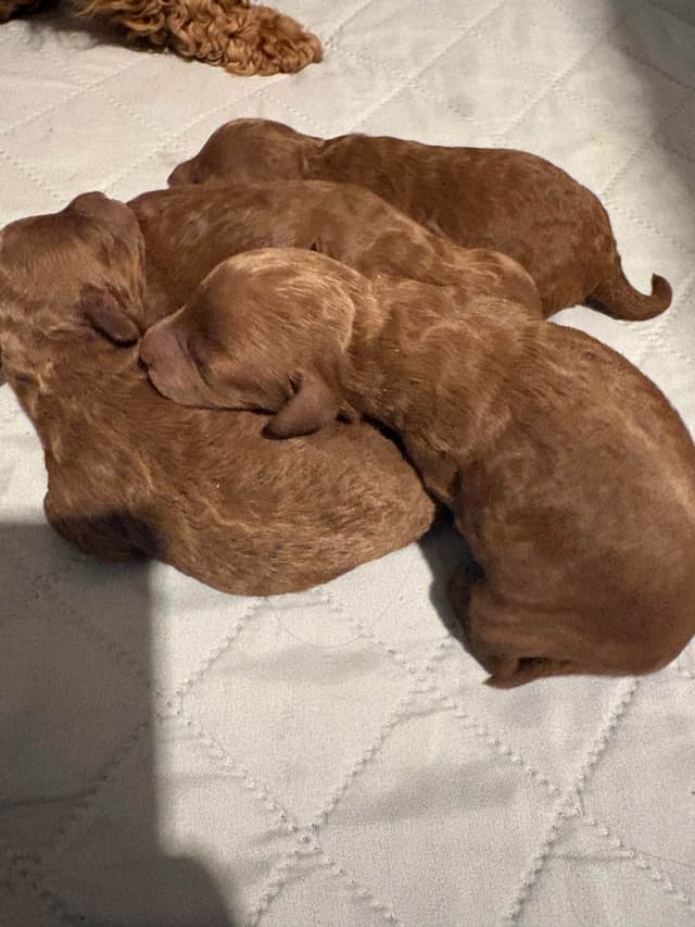 Miniature Red Poodle media 8