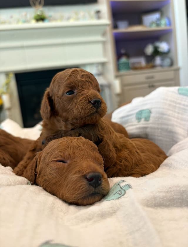 Miniature Red Poodle media 9