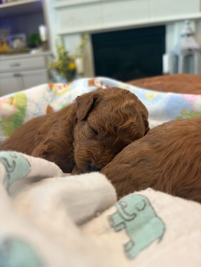 Miniature Red Poodle media 10