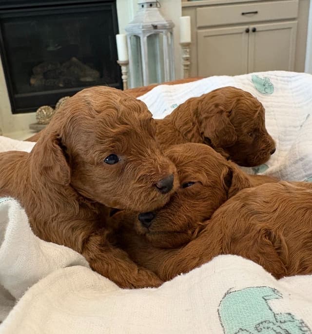 Miniature Red Poodle media 11