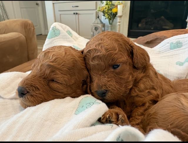Miniature Red Poodle media 12