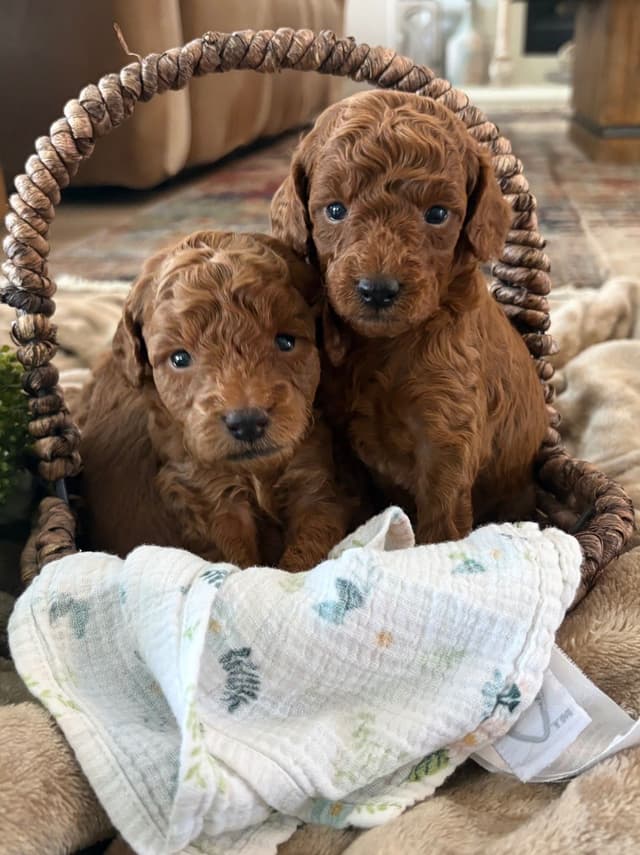 Miniature Red Poodle media 14