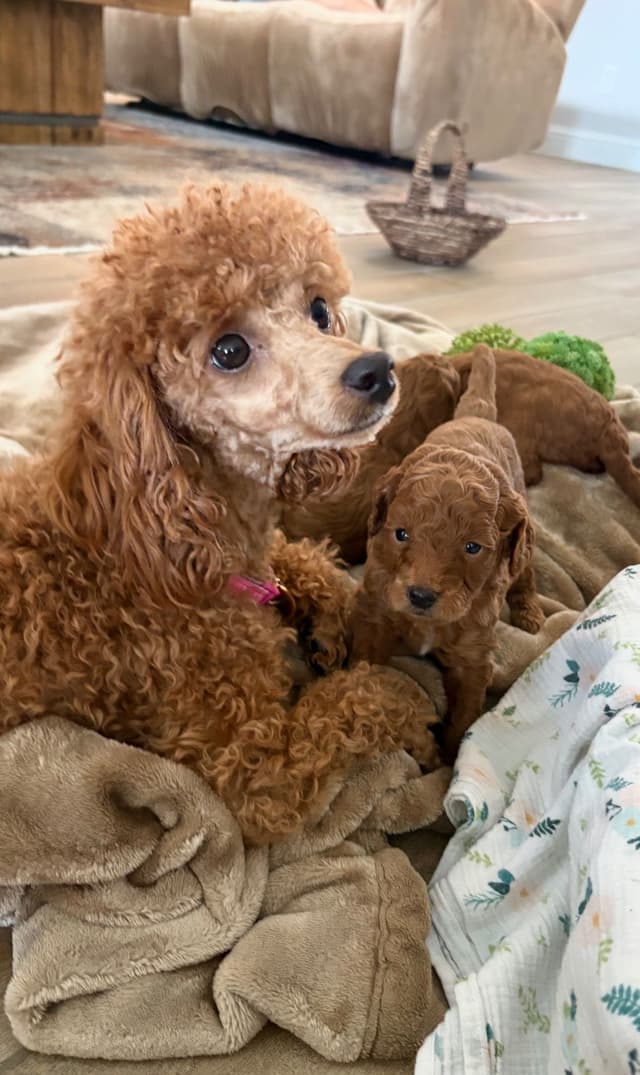 Miniature Red Poodle media 16