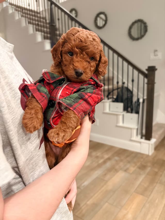 Miniature Red Poodle media 17