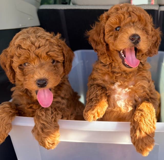 Miniature Red Poodle media 19