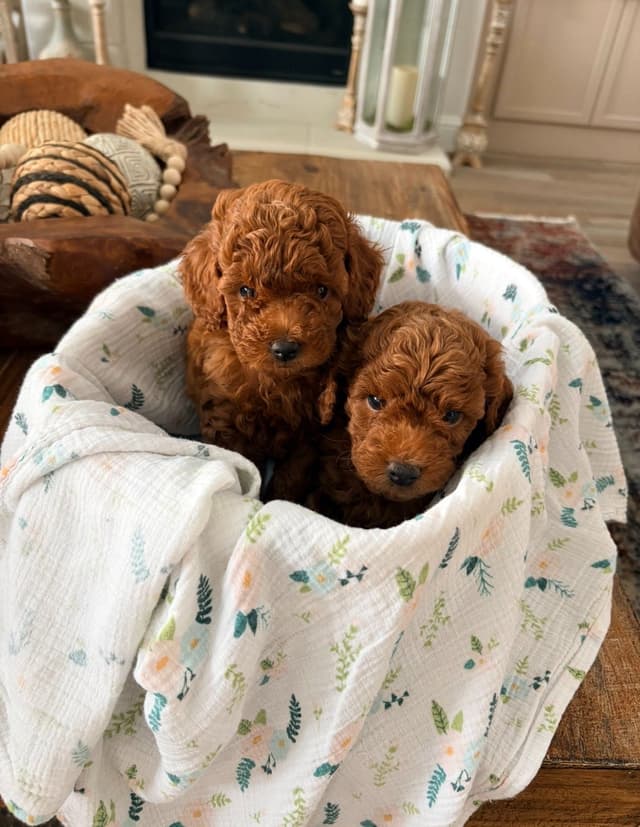 Miniature Red Poodle media 21
