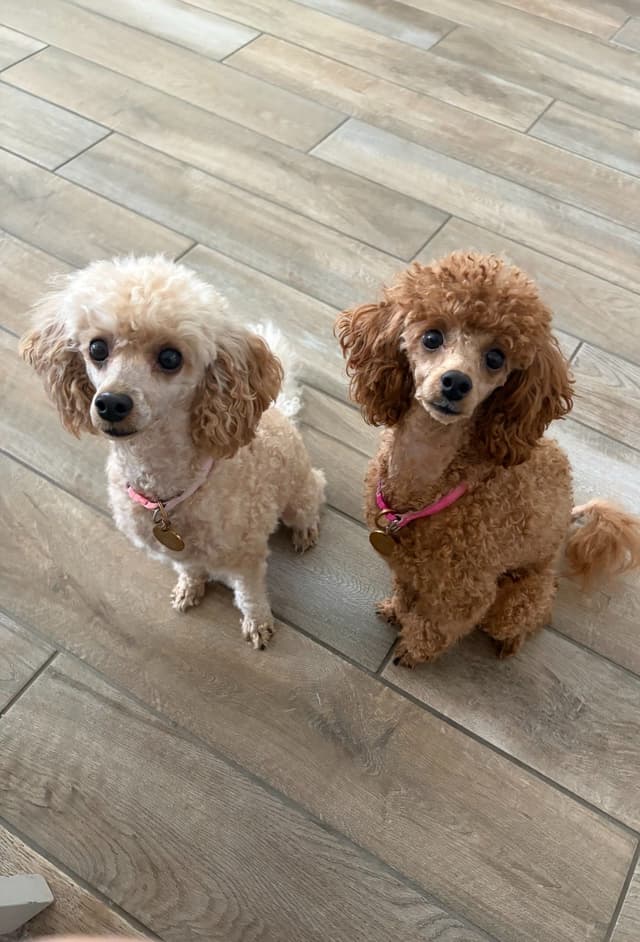 Poodle Puppies media 6