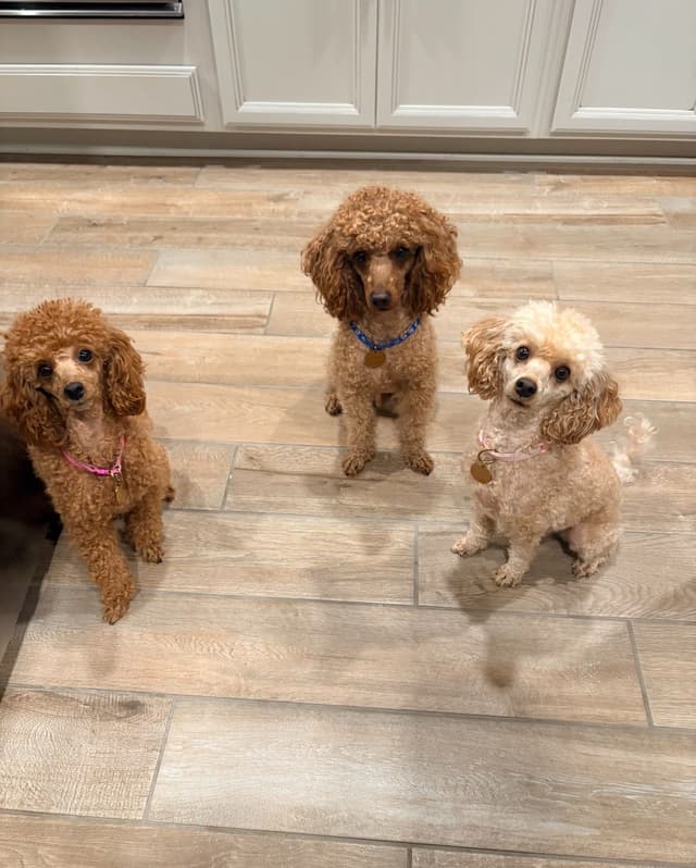 Poodle Puppies media 5