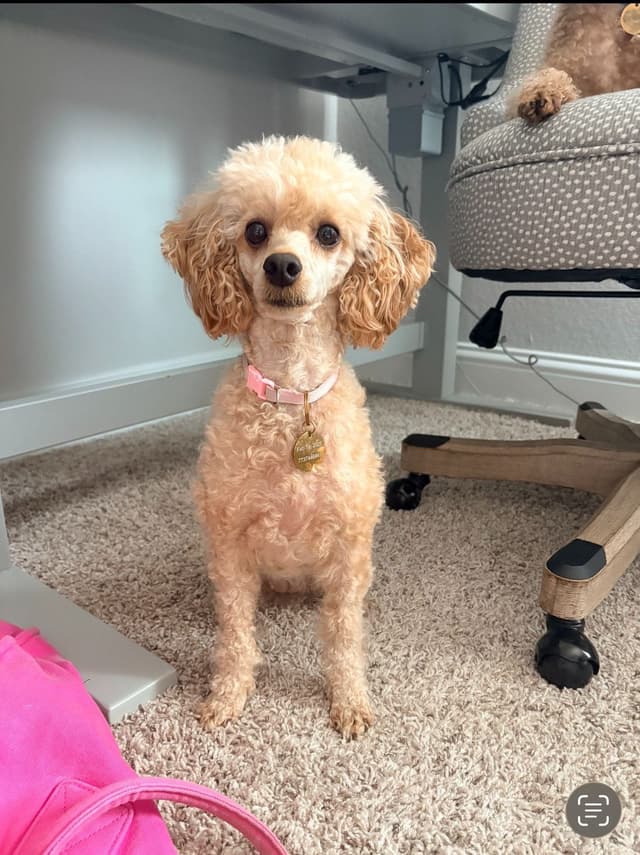 Poodle Puppies media 8
