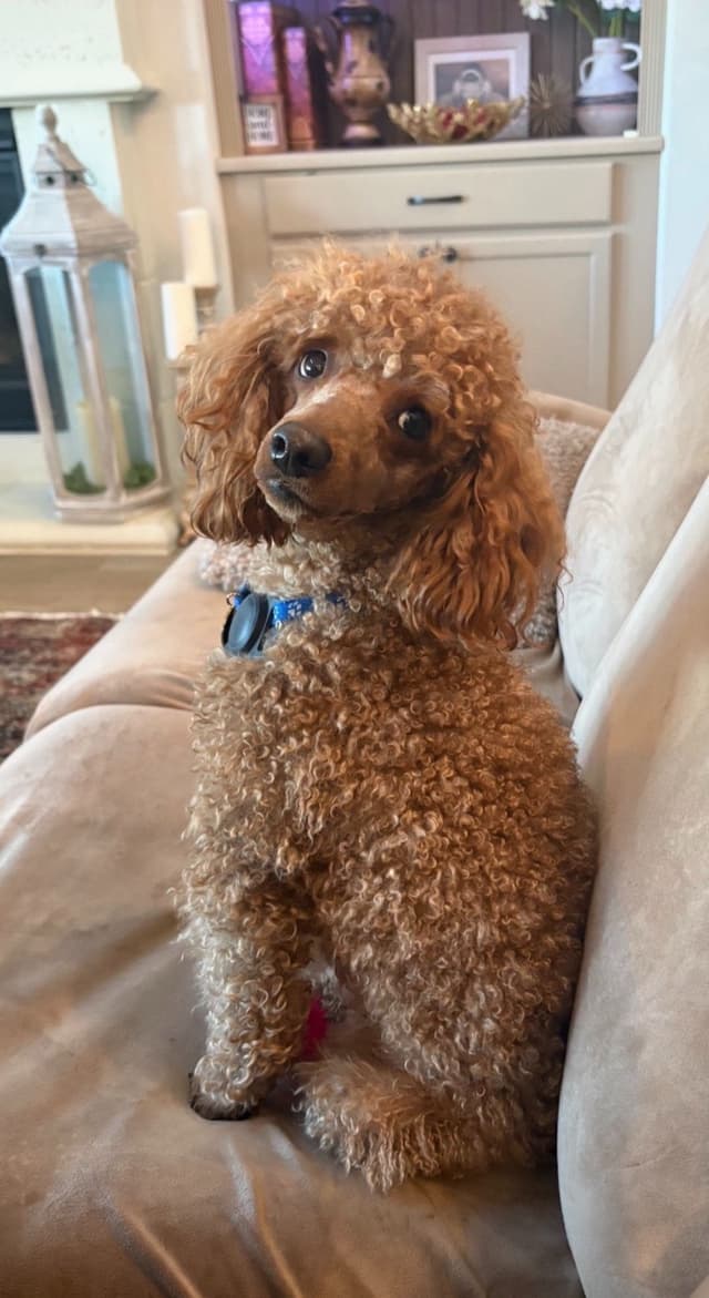Poodle Puppies media 7