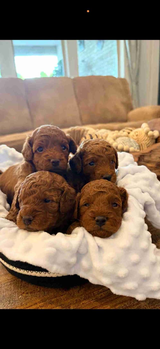Poodle Puppies media 3